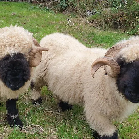 Goats Path Farm And Pod Park Kemping *