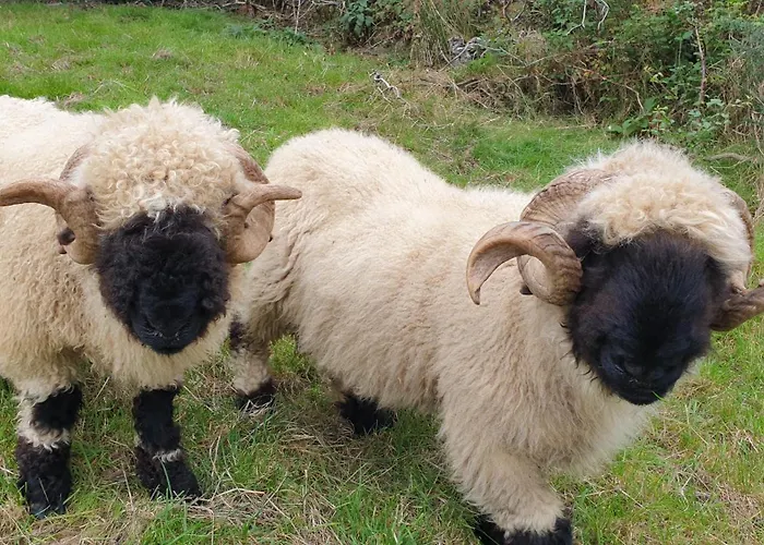 Goats Path Farm And Pod Park キャンプ場 *